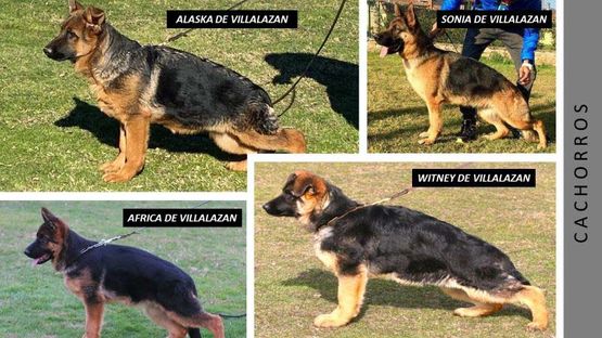 Centro Canino Villalazán cachorros
